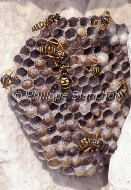 nid polistes.JPG - Nid de Polistes gallicusPoliste francaisPaper waspHymenoptera, VespidaeFrance